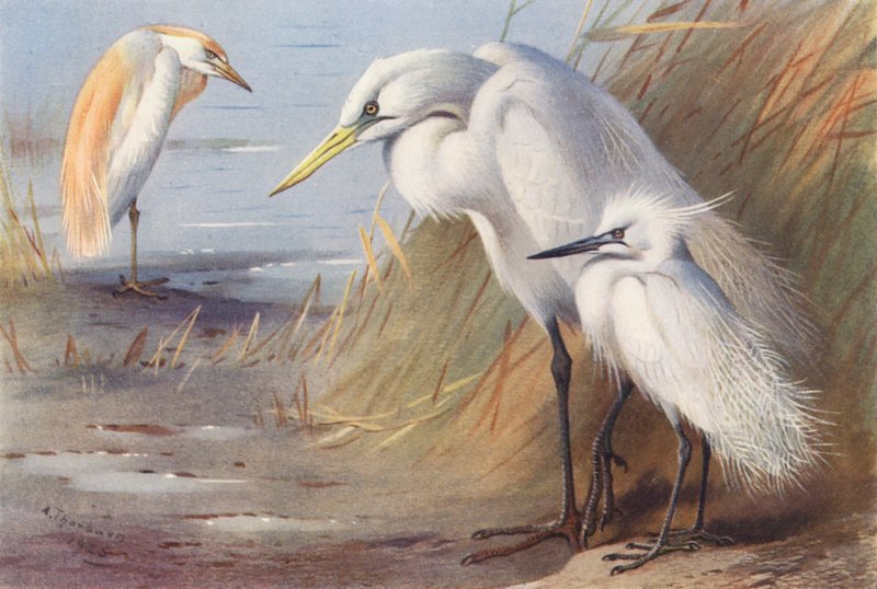 Buffbacked Heron, Great White Heron, Little Egret (färglitografi) av Archibald Thorburn
