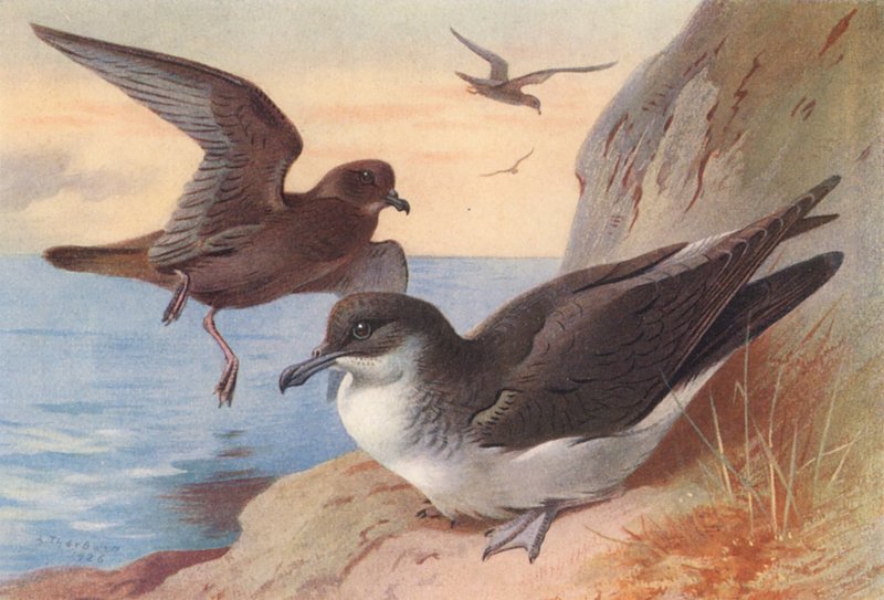 Bulwers petrell, Manx shearwater (färglitografi) av Archibald Thorburn