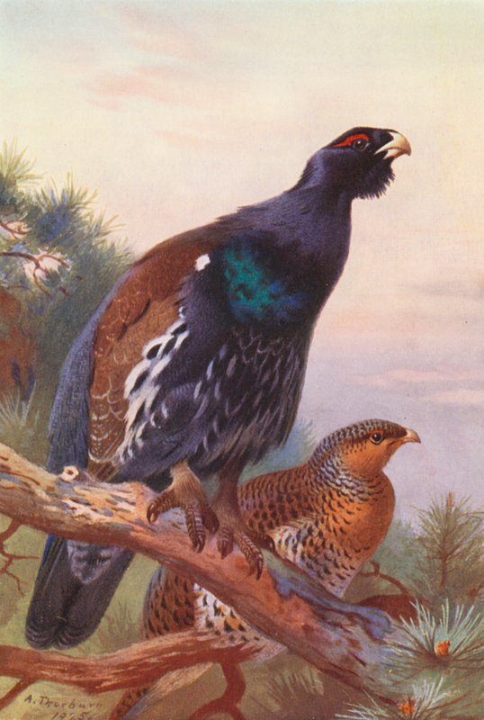 Tjäder (hane och hona) (färglitografi) av Archibald Thorburn