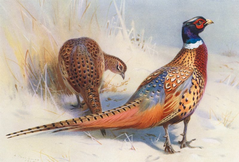 Kinesisk ringhalsad fasan (hane och hona) (färglitografi) av Archibald Thorburn