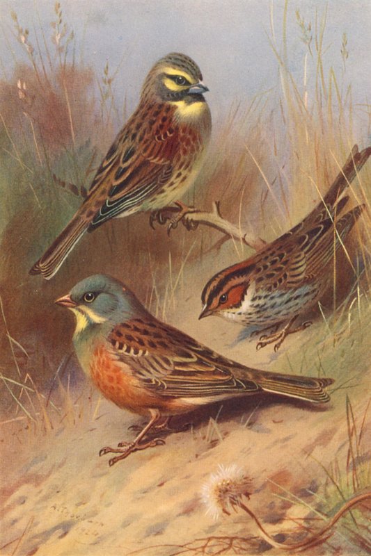 Cirl Bunting, Little Bunting, Ortolan (färglitografi) av Archibald Thorburn