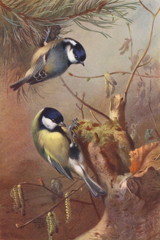 Koltitmussla, talgoxe (färglitografi) av Archibald Thorburn