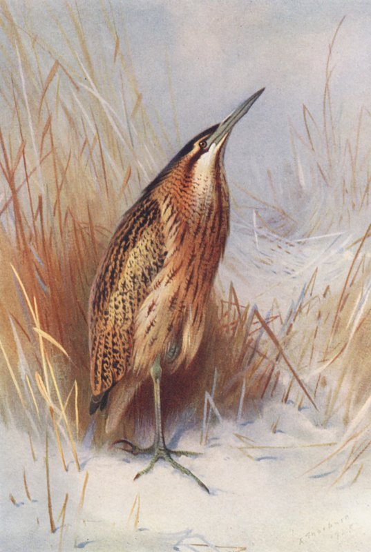 Rördrom (färglitografi) av Archibald Thorburn