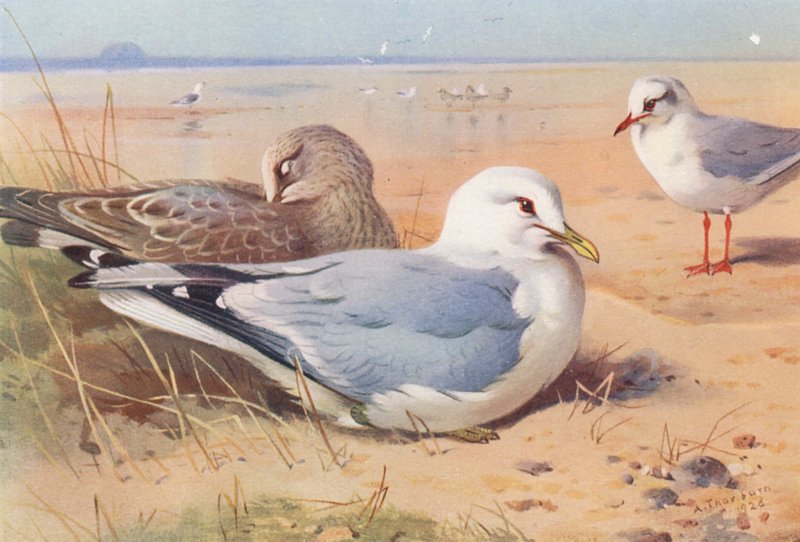 Fiskmås (vuxen och ung), svarthuvad mås (vinter) (färglitografi) av Archibald Thorburn