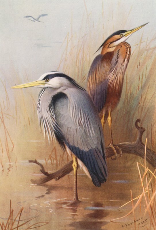Häger, purpurhäger (färglitografi) av Archibald Thorburn