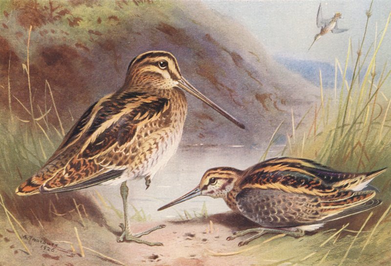 Enkelbeckasin, dubbelbeckasin (färglitografi) av Archibald Thorburn