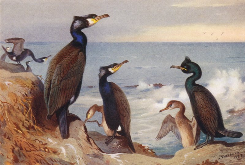 Skarv (vuxen och omogen), gråtrut (vuxen och omogen) (färglitografi) av Archibald Thorburn
