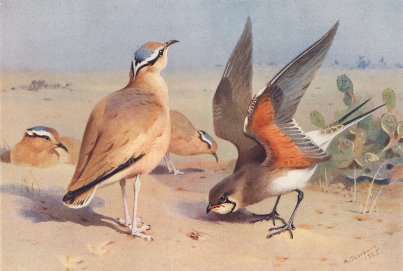 Krämfärgad Courser, Pratincole (färglitografi) av Archibald Thorburn