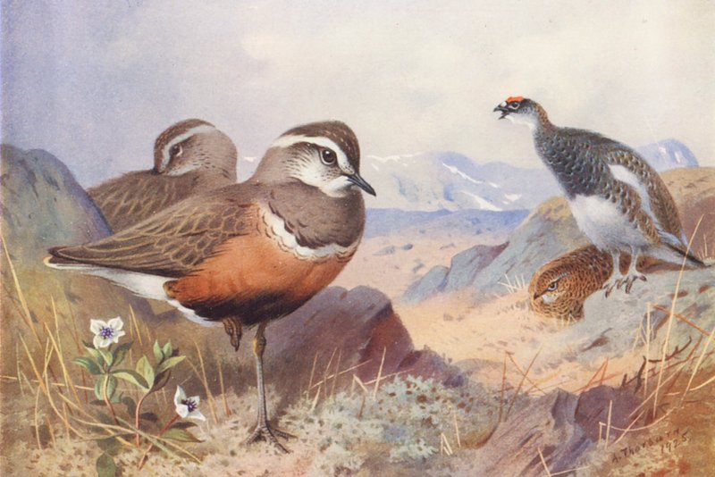 Dotterel, Ptarmigan (hane och hona, sommar) (färglitografi) av Archibald Thorburn