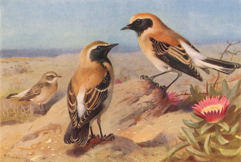 Eastern Pied Wheatear (hona), Black-Throated Wheatear, Desert-Wheatear (färglitografi) av Archibald Thorburn