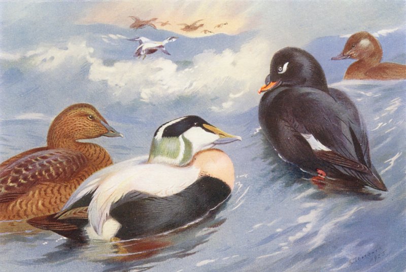 Ejderand (hane och hona), svärta (hane och hona) (färglitografi) av Archibald Thorburn