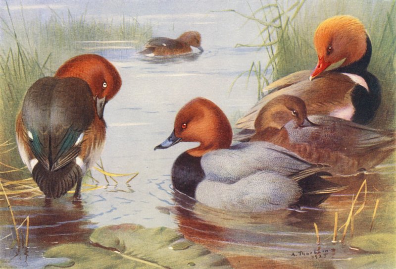 Bergand (hane och hona), vigg (hane och hona), rödhuvad vigg (färglitografi) av Archibald Thorburn