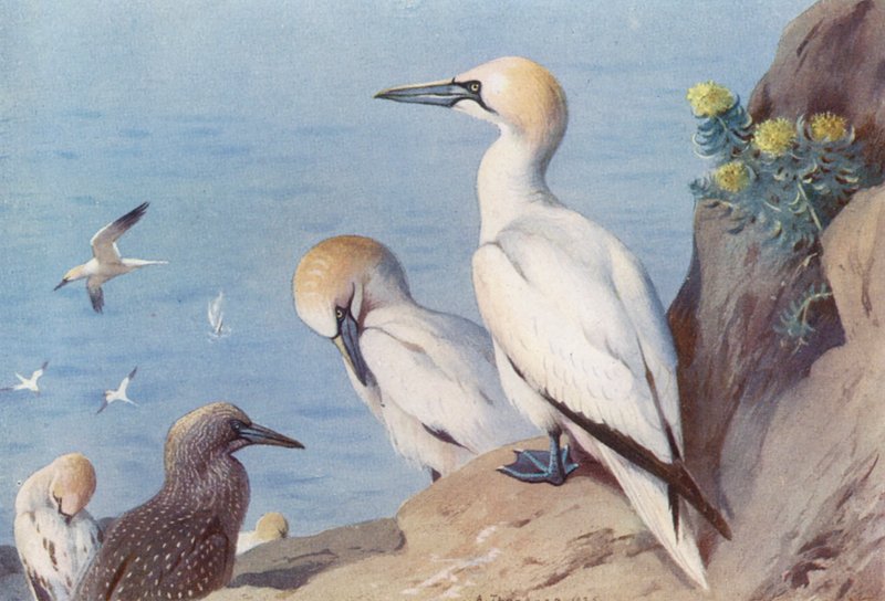 Havssula (vuxen och omogen) (färglitografi) av Archibald Thorburn