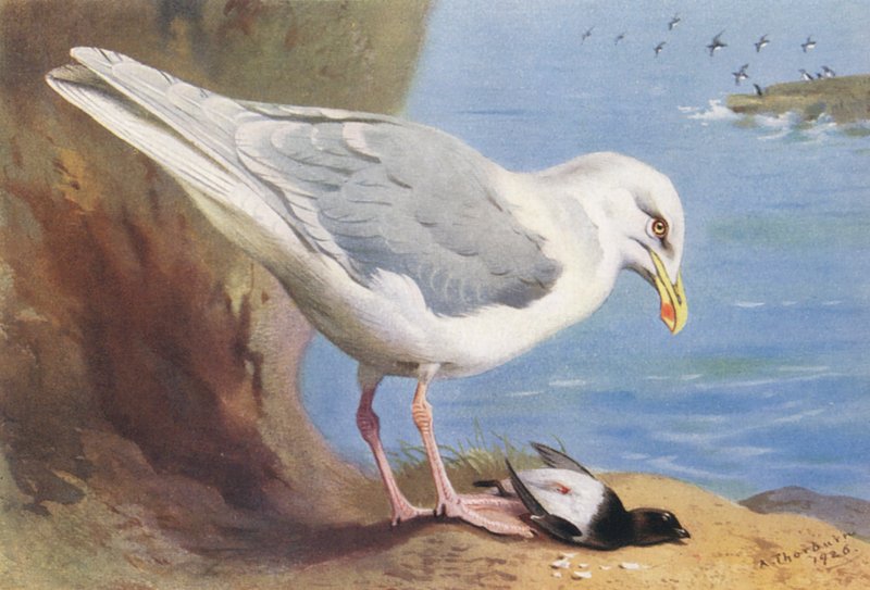 Gråtrut, alkekung (sommar) (färglitografi) av Archibald Thorburn