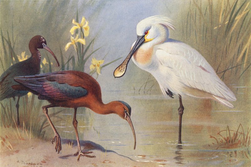 Glansig ibis (vuxen och omogen), skedstork (färglitografi) av Archibald Thorburn