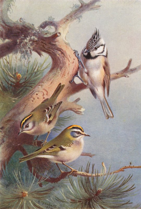 Goldcrest, Fire-Crest, Crested Titmouse (färglitografi) av Archibald Thorburn