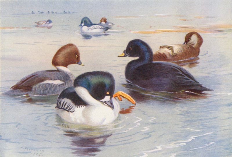 Kungsörn (hane och hona), sjöorre (hane och hona) (färglitografi) av Archibald Thorburn