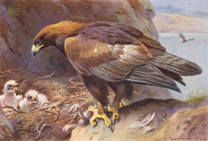 Kungsörn (färglitografi) av Archibald Thorburn