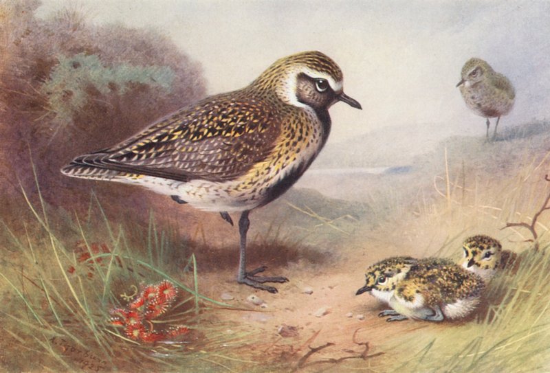 Ljungpipare (sommar) (färglitografi) av Archibald Thorburn