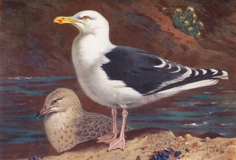 Fiskmås (vuxen och ung) (färglitografi) av Archibald Thorburn