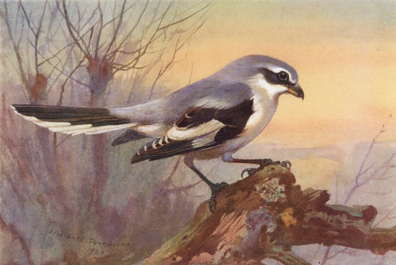 Stor gråtärna (färglitografi) av Archibald Thorburn