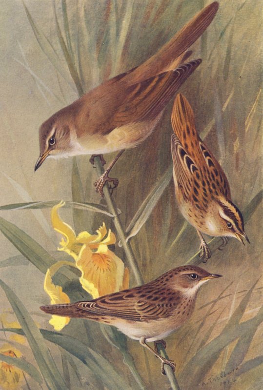 Rörsångare, vattensångare, gräshoppsångare (färglitografi) av Archibald Thorburn
