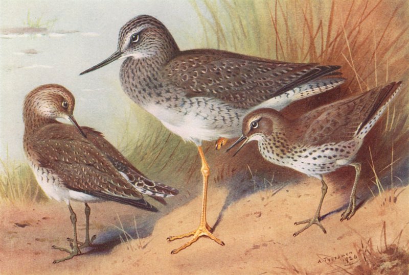 Gulnäbbad simsnäppa, mindre strandpipare, fläckig strandpipare (färglitografi) av Archibald Thorburn