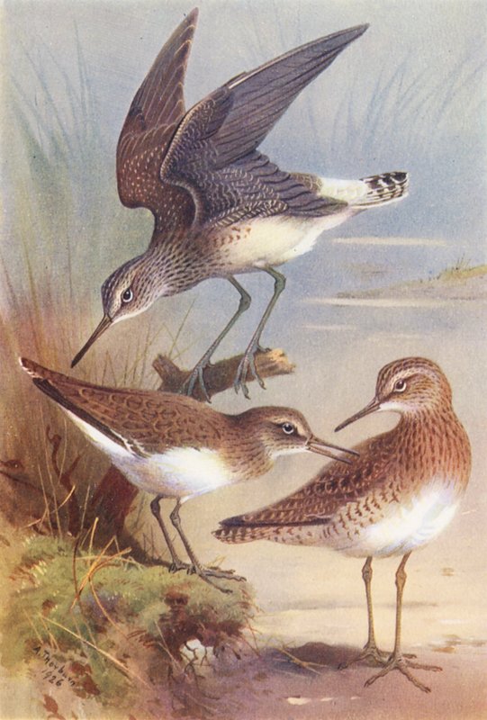 Grön sandlöpare, vanlig sandlöpare, skogsstrandlöpare (färglitografi) av Archibald Thorburn