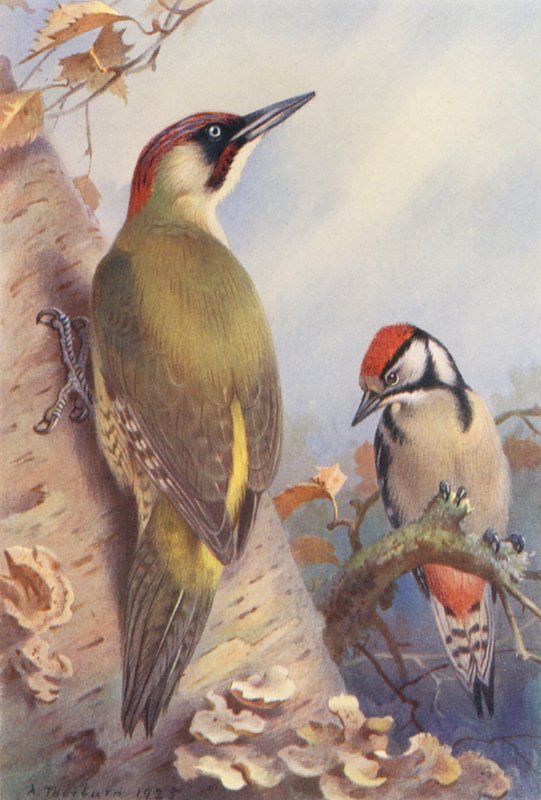 Grön hackspett, större hackspett (immatur) (färglitografi) av Archibald Thorburn
