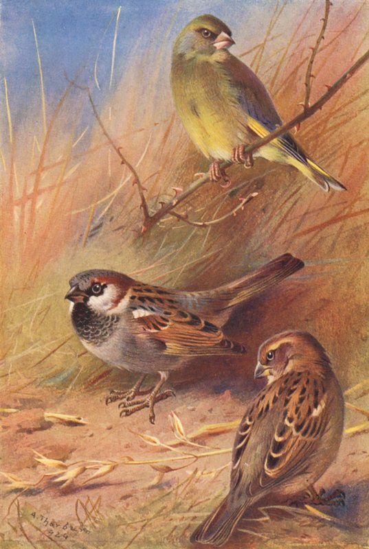 Grönfink, gråsparv (hane och hona) (färglitografi) av Archibald Thorburn