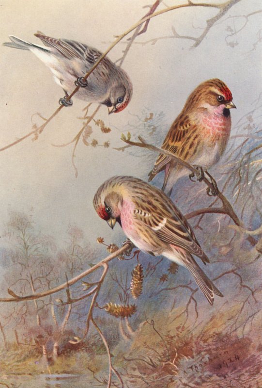Grönländsk rödbena, mindre rödbena, mjölig rödbena (färglitografi) av Archibald Thorburn