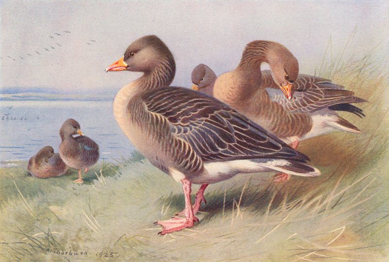Grey Lag-Goose (färglitografi) av Archibald Thorburn