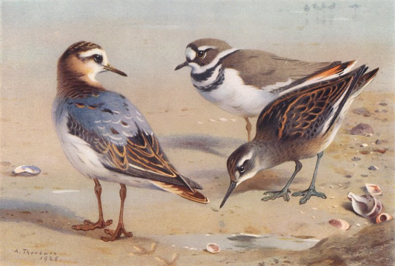 Gråhakedopping (höst), kustpipare, rödhalsad hakedopping (ungfågel) (färglitografi) av Archibald Thorburn