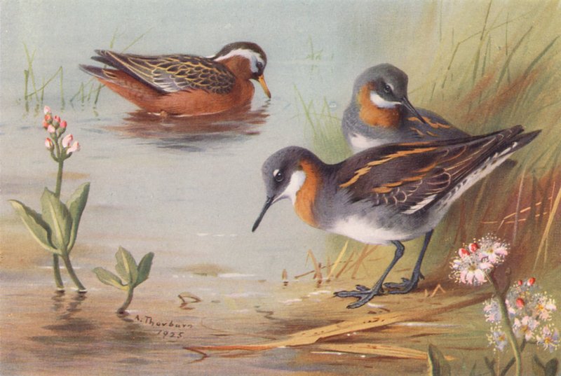 Gråsvala (sommar), rödhalsad svala (sommar) (färglitografi) av Archibald Thorburn