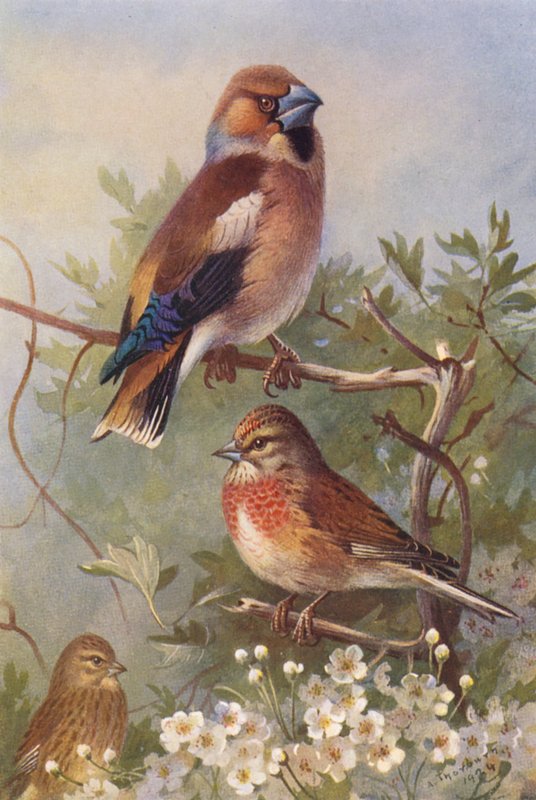 Hökfink, linnet (hane och hona) (färglitografi) av Archibald Thorburn