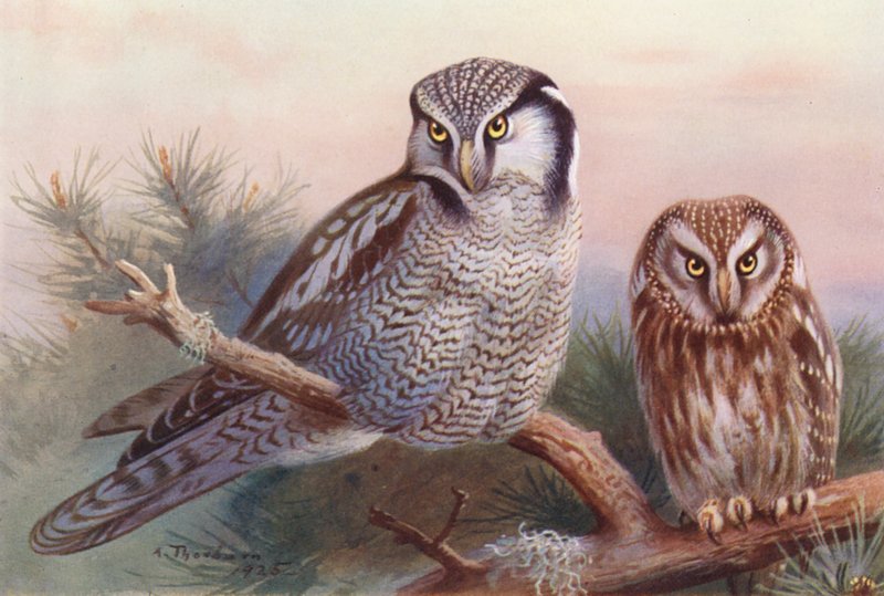 Hökuggla, Tengmalmsuggla (färglitografi) av Archibald Thorburn