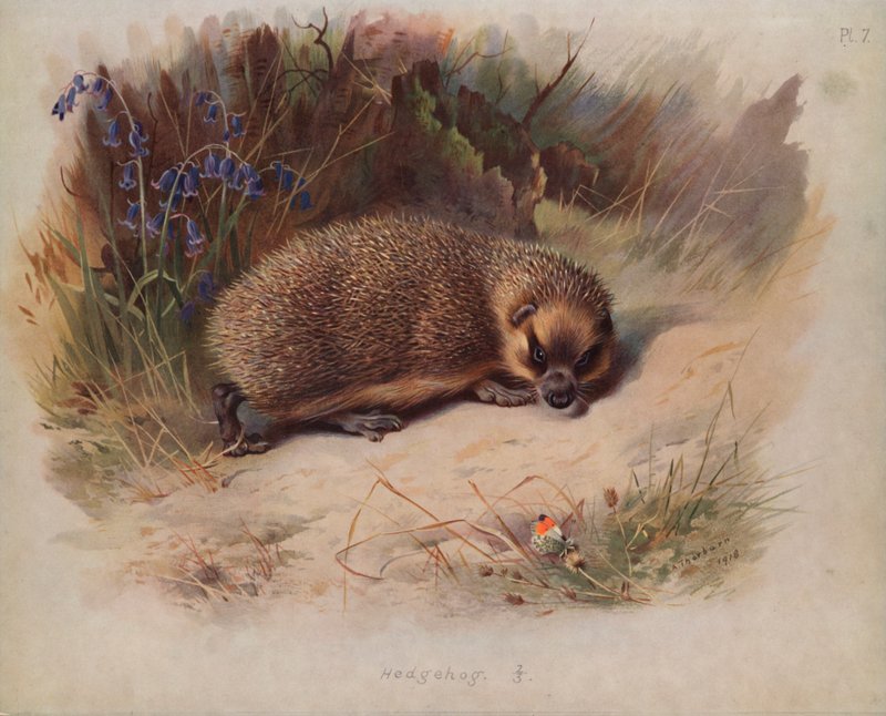 Sau le Hedgehog av Archibald Thorburn