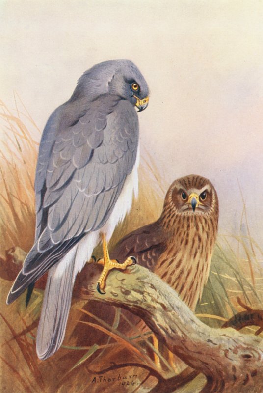 Hen-Harrier (färglitografi) av Archibald Thorburn