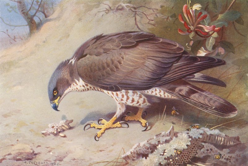 Honey-Buzzard (färglitografi) av Archibald Thorburn