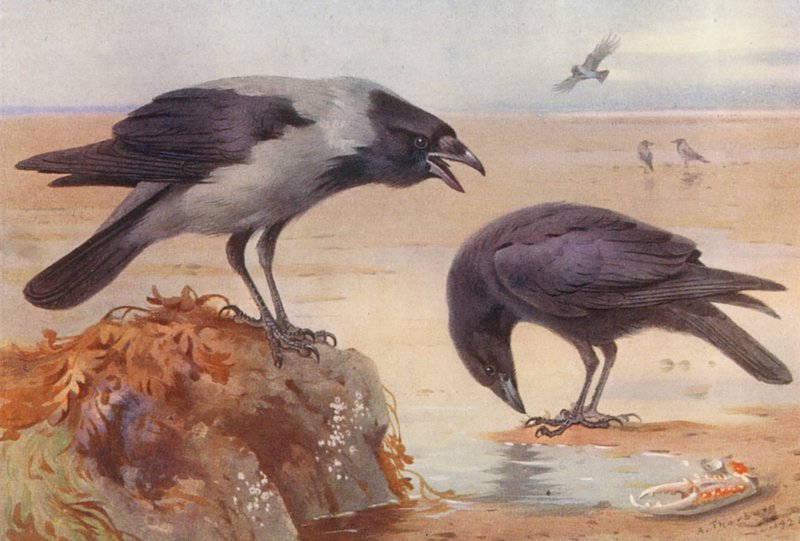 Hooded Crow, Carrion-Crow (färglitografi) av Archibald Thorburn