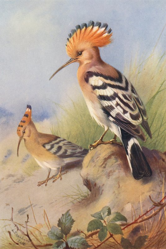 Hoopoe (färglitografi) av Archibald Thorburn