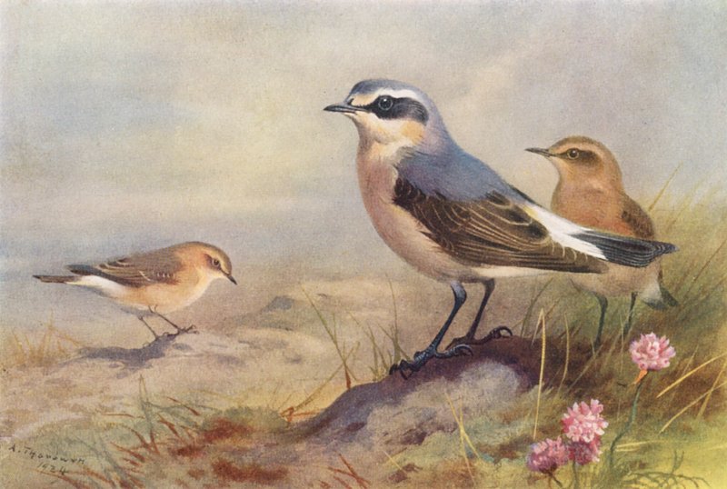 Isabelline Wheatear, Wheatear (hane och hona) (färglitografi) av Archibald Thorburn
