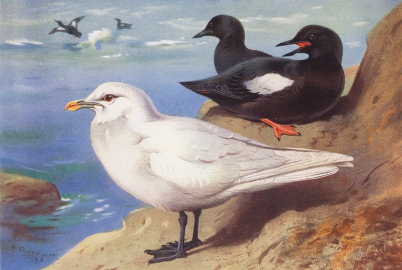 Ivory Gull, Black Guillemot (sommar) (färglitografi) av Archibald Thorburn