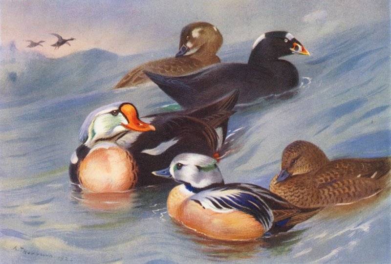 Kungslöpare, surfseglare (hane och hona), Stellers ejder (hane och hona) (färglitografi) av Archibald Thorburn