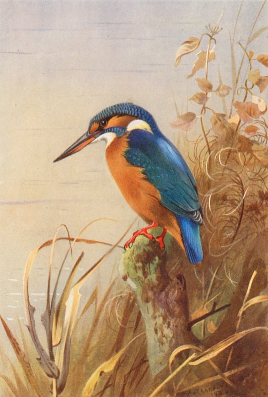 Kingfisher (färglitografi) av Archibald Thorburn
