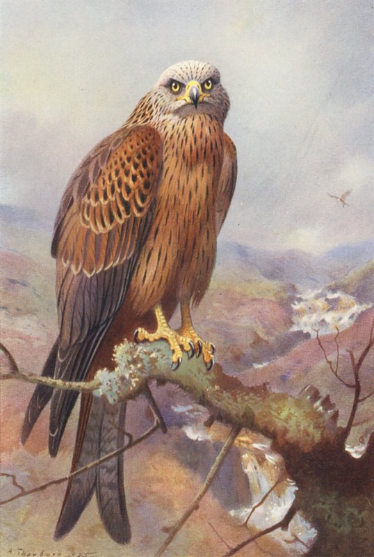 Kite (färglitografi) av Archibald Thorburn