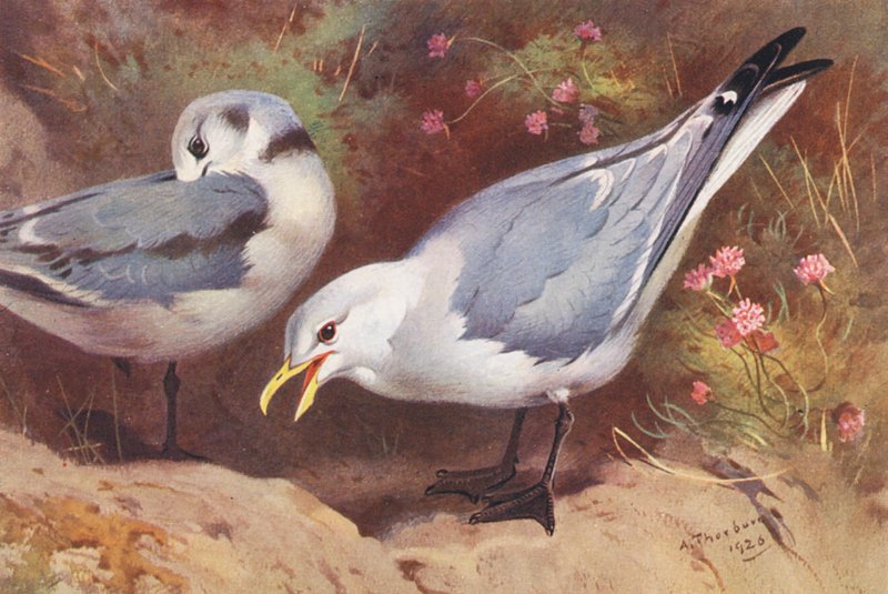 Skrattmås (vuxen och ung) (färglitografi) av Archibald Thorburn