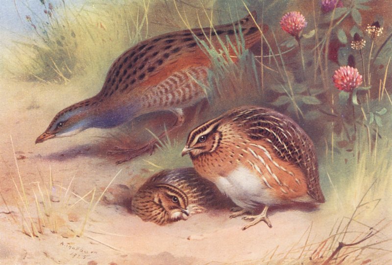 Land-Rail, Vaktel (hane och hona) (färglitografi) av Archibald Thorburn