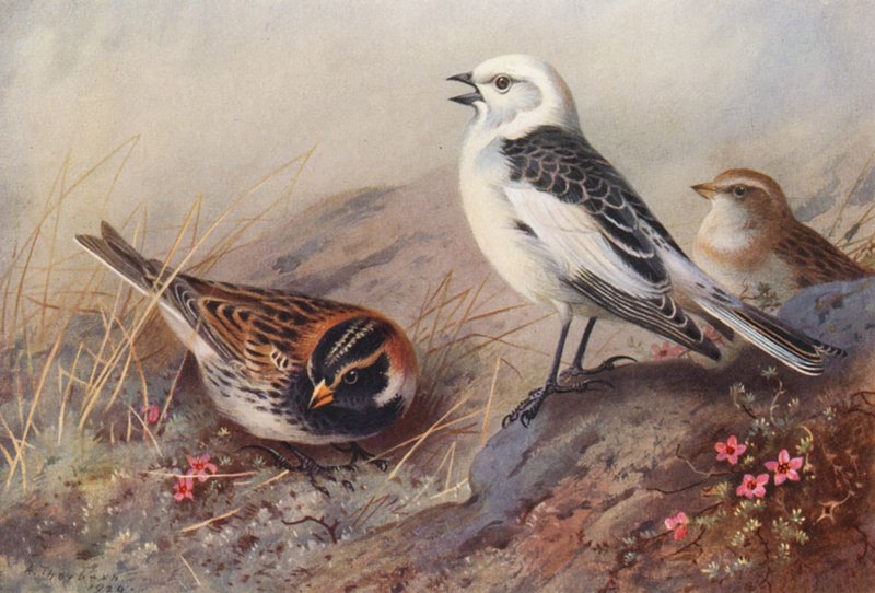 Lappsparv, snösparv (sommar) (hane och hona) (färglitografi) av Archibald Thorburn