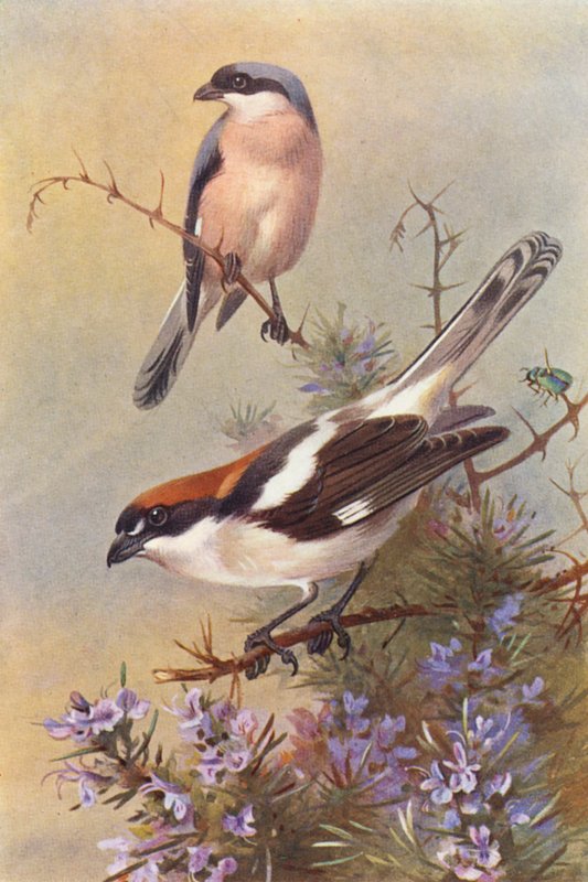 Mindre törnskata, skogssnäppa (färglitografi) av Archibald Thorburn